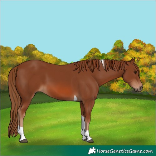 Horse Color:Chestnut Tobiano
