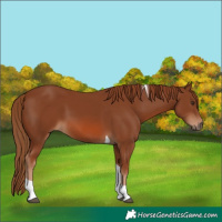 Horse Color:Chestnut Tobiano