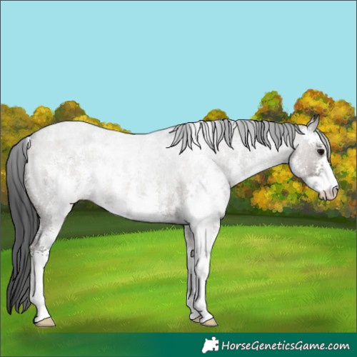 Horse Color:Grullo Roan Sabino Rabicano 