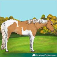 Horse Color:Palomino Tobiano 