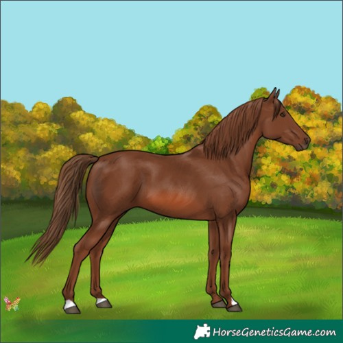 Horse Color:Chestnut 