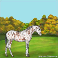 Horse Color:Brown Rabicano  and White Spotted Brown Rabicano 