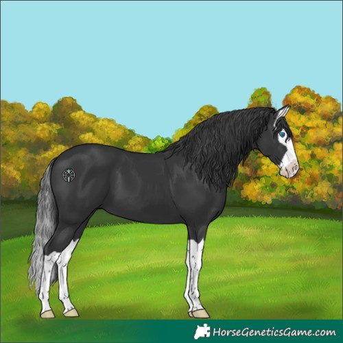 Horse Color:Black Splash 