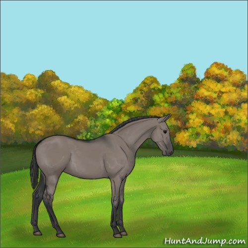 Horse Color:Grullo 