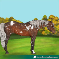 Horse Color:White Spotted Silver Brown Appaloosa 