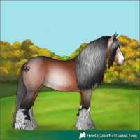 Horse Color:Gray Bay 