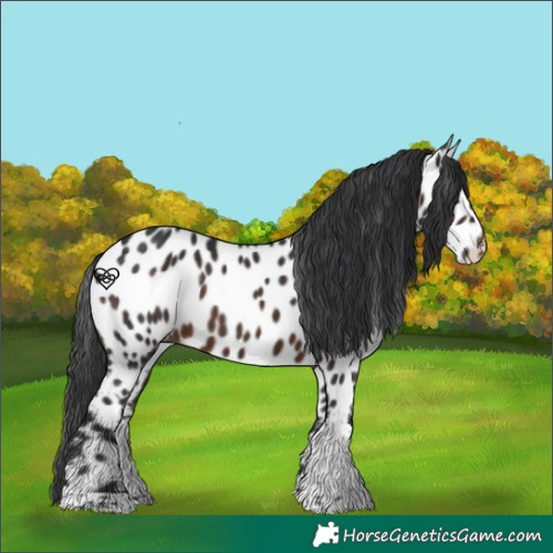 Horse Color:Brown Tobiano Appaloosa 