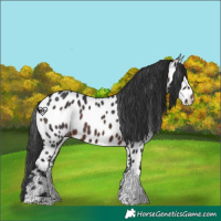 Horse Color:Brown Tobiano Appaloosa 