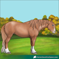 Horse Color:Gold Champagne Splash 