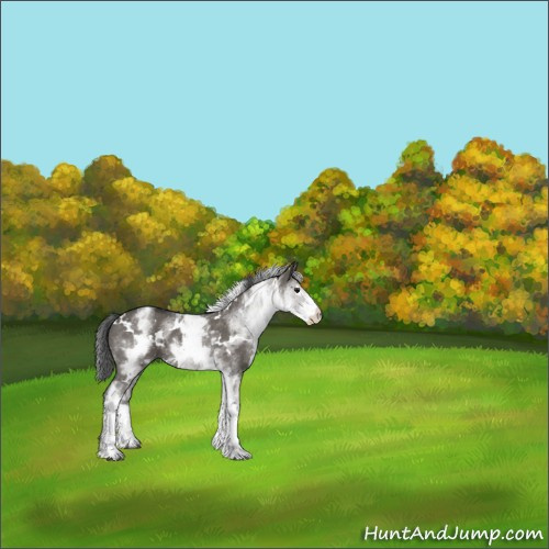 Horse Color:White Spotted Grullo