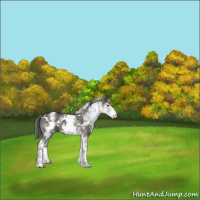 Horse Color:White Spotted Grullo