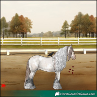 Horse Color:White Spotted Bay Roan Dun Appaloosa