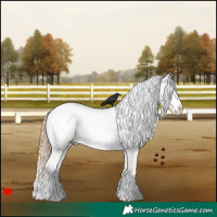 Horse Color:Gold Champagne Frame Appaloosa 