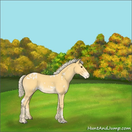 Horse Color:White Spotted Palomino Varnish Rabicano 