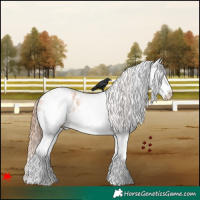 Horse Color:White Spotted Gold Champagne Appaloosa 