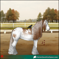 Horse Color:Gray White Spotted Chestnut Splash Appaloosa