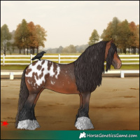 Horse Color:Bay Appaloosa 