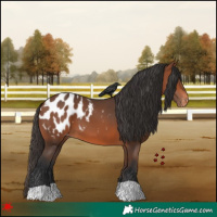 Horse Color:Bay Appaloosa 