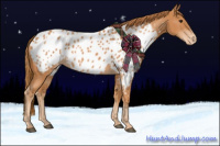 Horse Color:Chestnut Appaloosa 