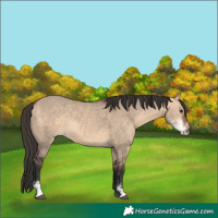 Horse Color:Bay Dun Sabino 