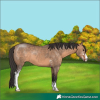 Horse Color:Brown Dun Sabino 