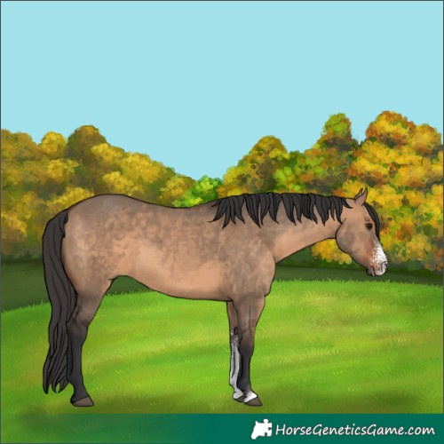 Horse Color:Brown Dun Sabino