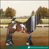 Horse Color:White Spotted Bay