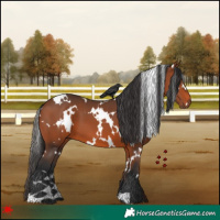 Horse Color:White Spotted Bay 