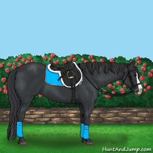 Horse Color:Black Splash