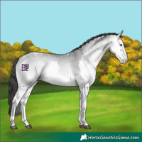 Horse Color:Buckskin Chinchilla Ice Onyx Splash