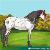 Horse Color:Nacre Bay Appaloosa 
