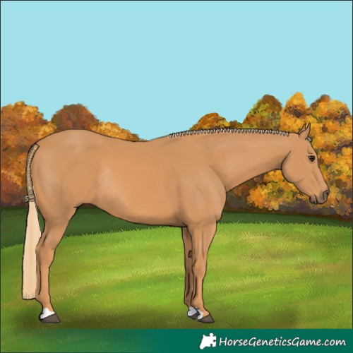 Horse Color:Chestnut Rabicano 