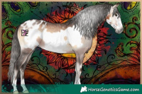 Horse Color:Gray Bay Onyx Frame Appaloosa 