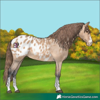 Horse Color:Bay Dun Sabino Appaloosa