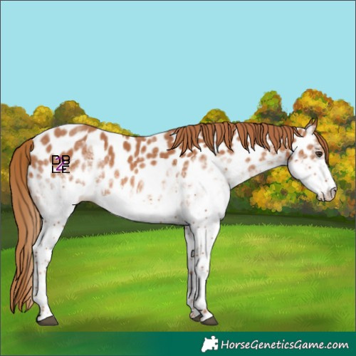 Horse Color:White Spotted Chestnut Sabino Near Leopard