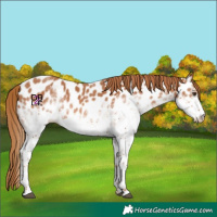 Horse Color:White Spotted Chestnut Sabino Appaloosa 