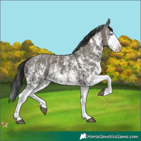 Horse Color:Grullo Sabino Splash  and Grullo Sabino Splash 
