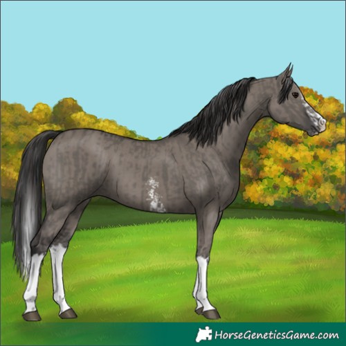 Horse Color:Grullo Sabino Splash  and Smoky Grullo Sabino Splash 