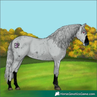 Horse Color:ERROR: UNKNOWN ANOMALY