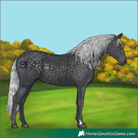 Horse Color:Silver Black Chinchilla 