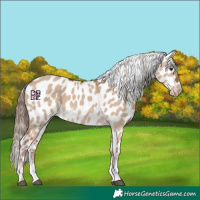 Horse Color:Red Dun Sabino Near Leopard 