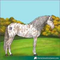 Horse Color:Red Dun Sabino Appaloosa 