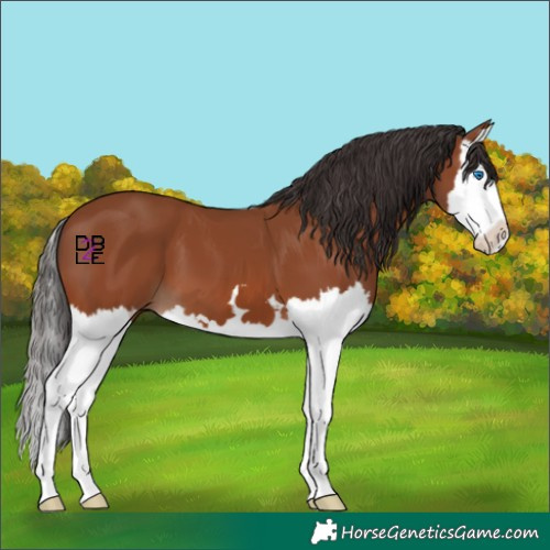 Horse Color:Bay Splash 
