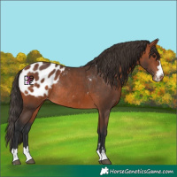 Horse Color:Bay Appaloosa Rabicano 