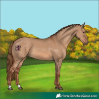 Horse Color:Red Dun