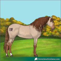 Horse Color:Red Dun 