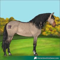 Horse Color:Brown Dun 