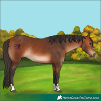 Horse Color:Bay Rabicano 