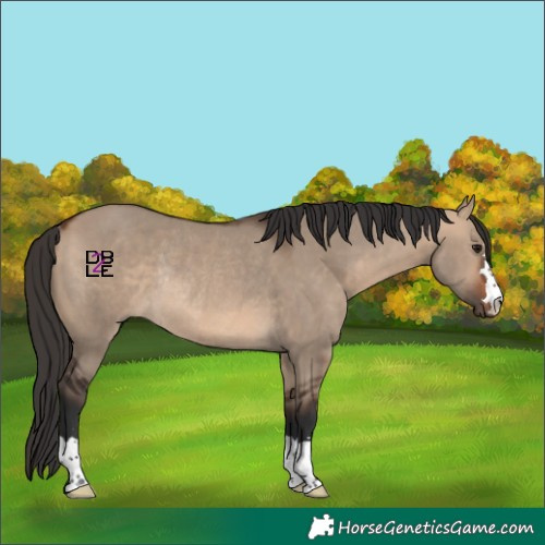 Horse Color:Bay Dun Rabicano 