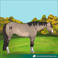 Horse Color:Bay Dun Rabicano